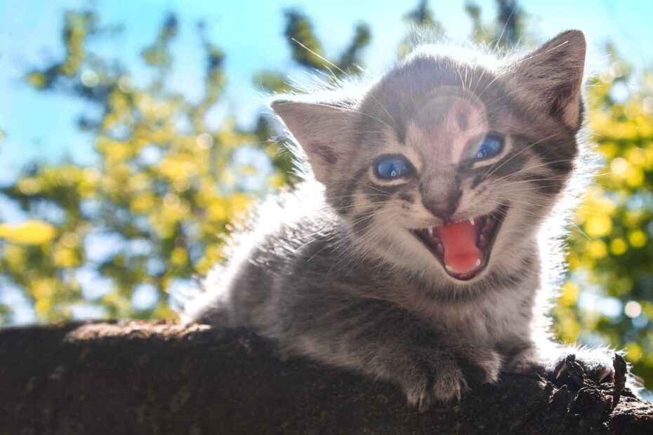 Silver tabby kitten on brown tree trunk hissing at the viewer